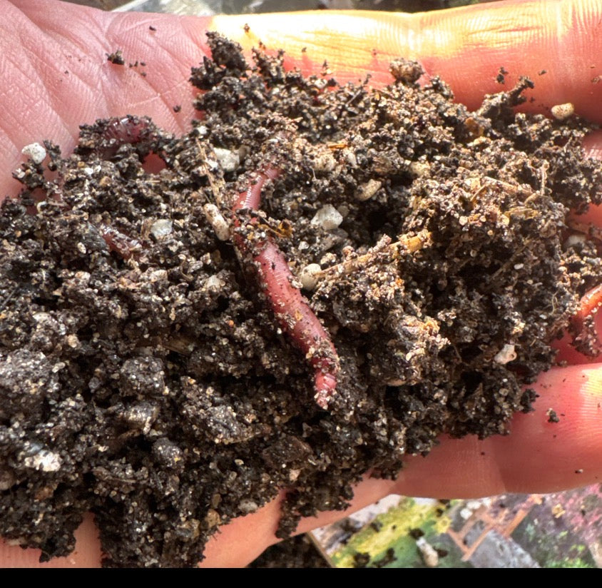 Worm castings 5lb